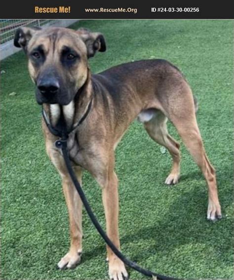 Adopt Belgian Malinois Rescue Van Nuys Ca