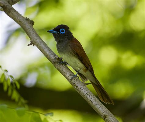 The Popstars Are Back Paradise Flycatchers In Shanghai Birds