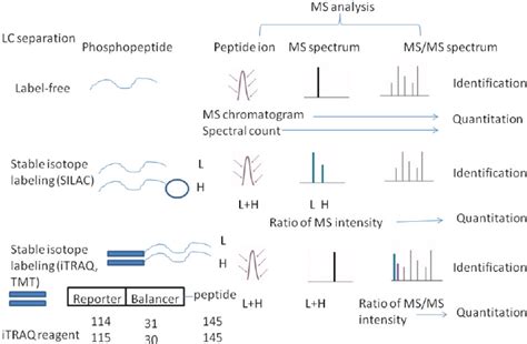 Quantification Methods For Liquid Chromatography Tandem Mass