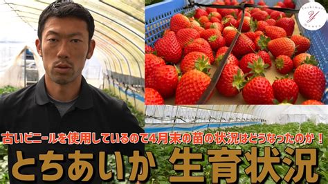 【いちご栽培】4月末のとちあいか生育状況ご紹介 Youtube