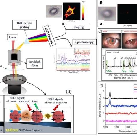 (A) SERS-based biosensors can be used as a spectrum or imaging in two ...