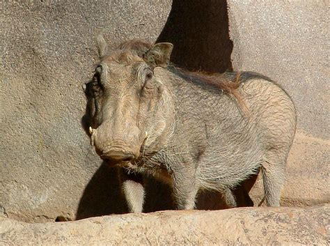 Warthog Here Is A Warthog At The San Diego Zoo If He Look Flickr