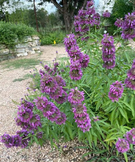 5 Reasons to Grow Lemon Mint (Monarda citriodora) - Native Backyards