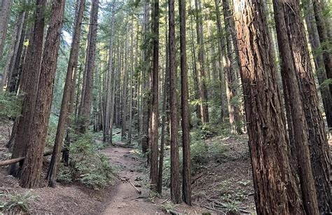 10 Best hikes and trails in Reinhardt Redwood Regional Park | AllTrails