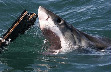 “We're Scared”: Viral Clip of Deadly Sharks Trying to Break Down a ...