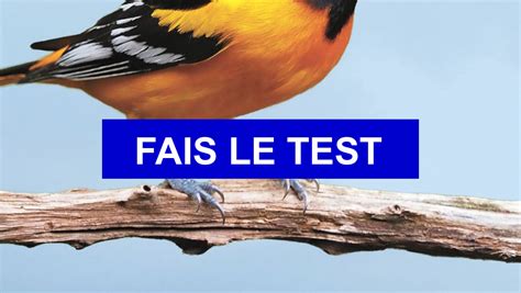 Test de personnalité Quel oiseau es tu