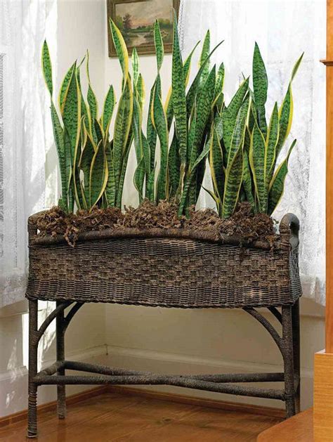 22 Different Ways To Grow Snake Plants Snake Plant Growing Ideas