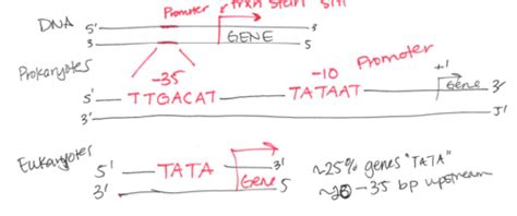 12 Prokaryotic Transcription Flashcards Quizlet