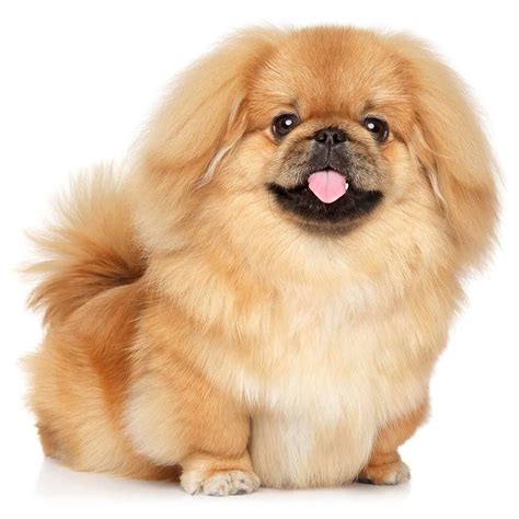 Small Dog Breeds Pekingese | atelier-yuwa.ciao.jp