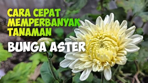 Cara Stek Pucuk Bunga Aster Menggunakan Bawang Merah YouTube