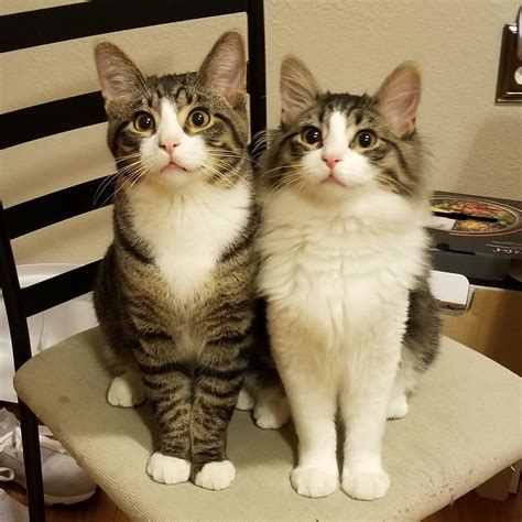 Sit. Stay. Good kitties. : r/aww
