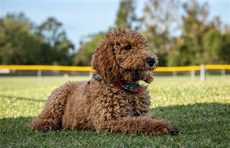 How Much Do Goldendoodles Cost? 2025 Price Guide – Dogster