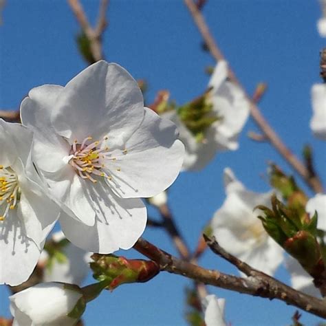 Prunus Serrulata Snow Goose Flowering Cherry From Jericho Farms