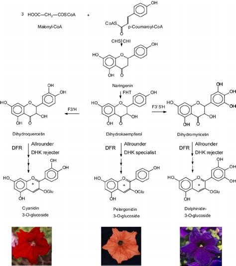 Simplified Flavonoid Pathway Demonstrating The Influence Of Dfr