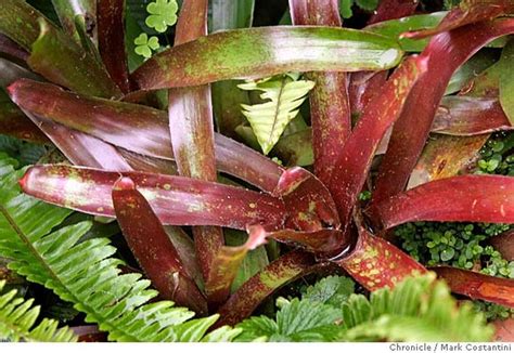 A Touch Of The Tropical Bromeliads Stunning Rosettes Bring Exotic Look To Bay Gardens Sfgate