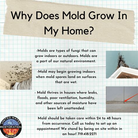 How To Spot Mold In Your Home United Water Restoration Group Of Colorado Springs Co