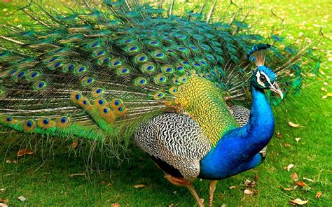 Interesting Facts About Peacocks Random Fun Facts