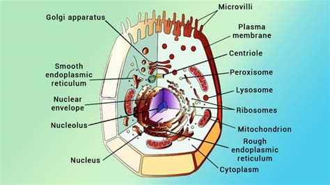 Cell The Unit Of Life Important Diagrams