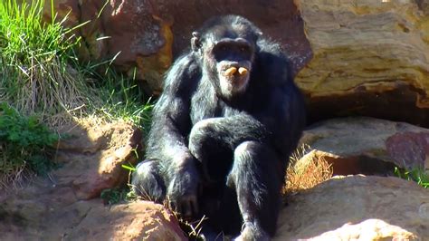 Chimpanzees At The Oklahoma City Zoo Youtube