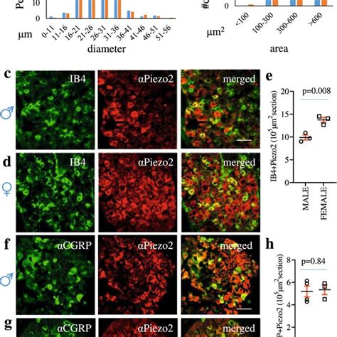 Sex Differential Expression Of Piezo2 In Subtypes Of Drg Neurons A The