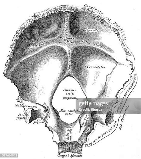 281 Occipital Lobe High Res Illustrations - Getty Images