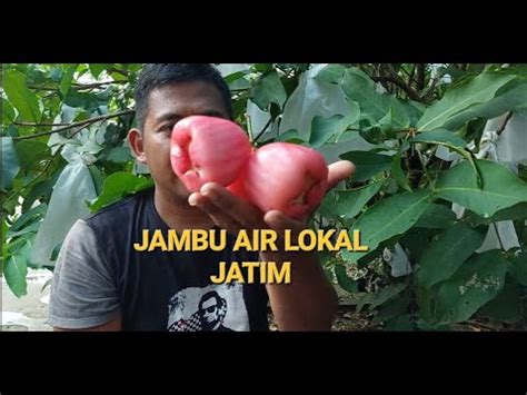 Jambu Air Lokal Jatim Youtube