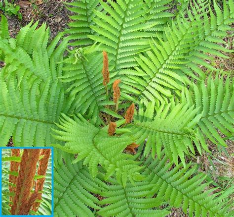 Osmunda Cinnamomea