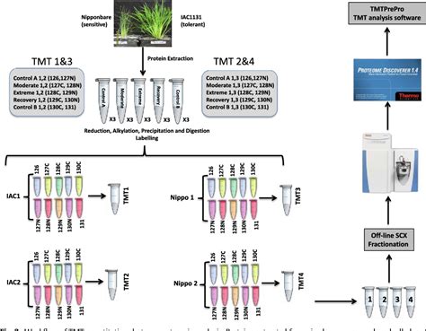 Figure From Label Free And Isobaric Tandem Mass Tag Tmt Multiplexed