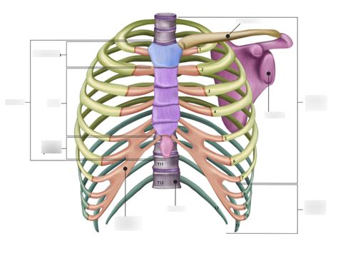 Applied Anatomy Rib Cage Labelling Diagram Quizlet