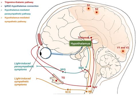 The Hypothalamus Mediated The Light Induced Parasympathetic And Download Scientific Diagram