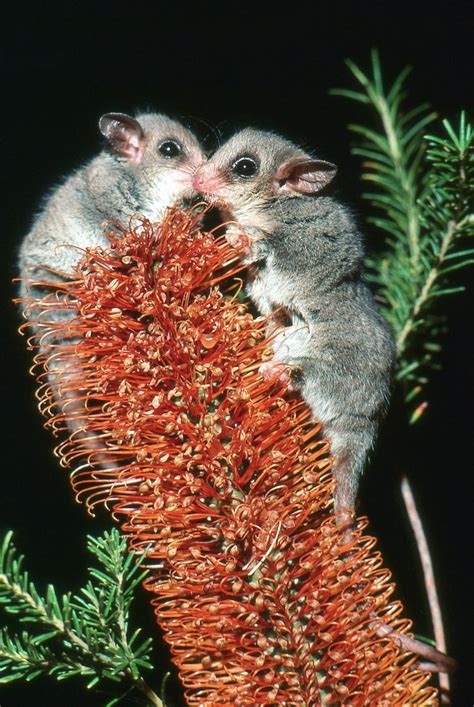 Australias Most Endangered Animals List - Animals World