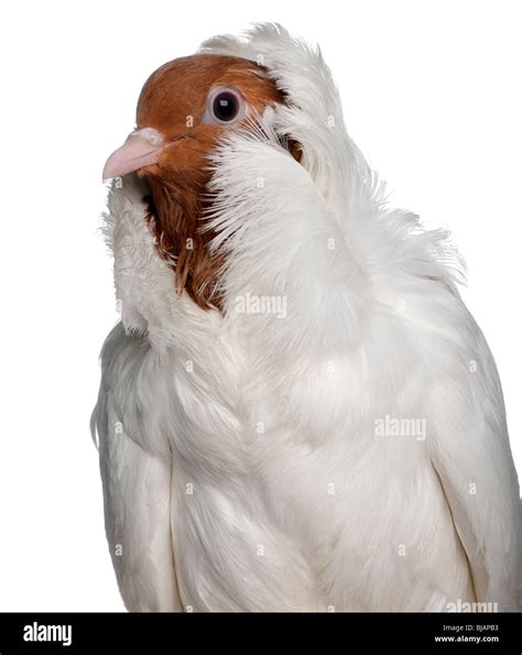 Pigeon Feathered Feet Hi Res Stock Photography And Images Alamy