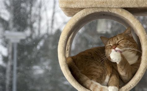 snow, Cat Wallpapers HD / Desktop and Mobile Backgrounds