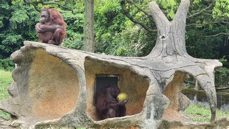 六福村動物派對keepers Talk 保育員分享動物逗趣故事 自由娛樂