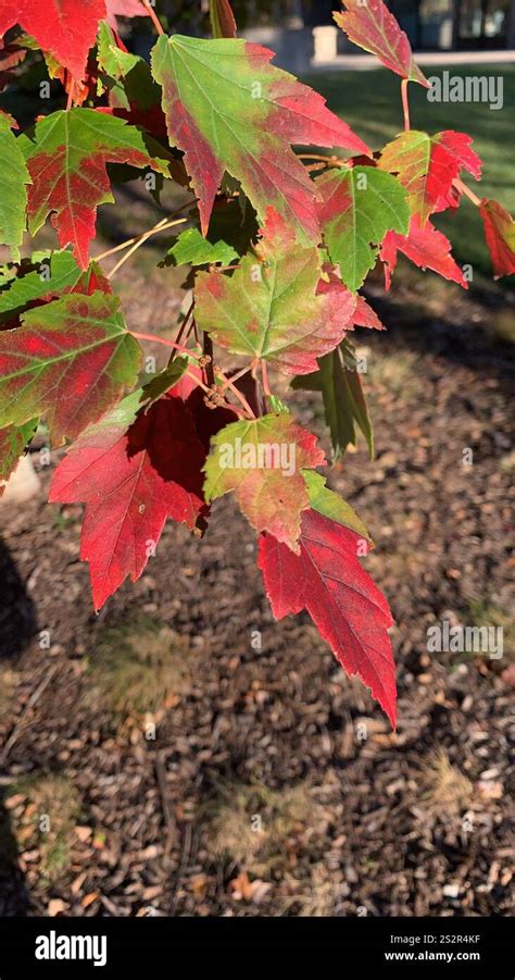 red maple (Acer rubrum Stock Photo - Alamy