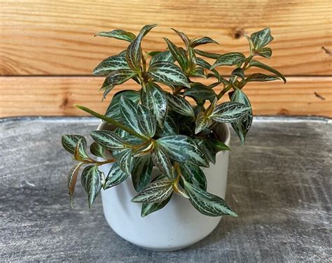 peperomia trinervis bicolor  plant etsy