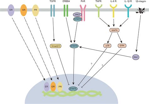 Stat5 Signaling Pathway Hot Sex Picture