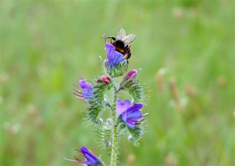 Free Images Nature Meadow Prairie Flower Pollen Pollination Herb Close Flora Lavender