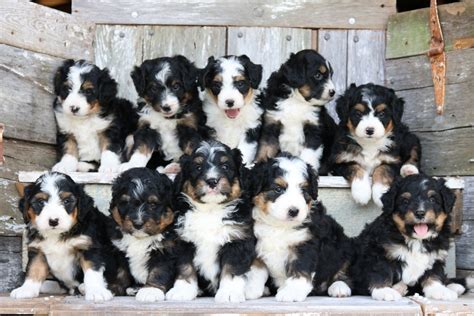 Black Tri F1 Mini Bernedoodle Litter