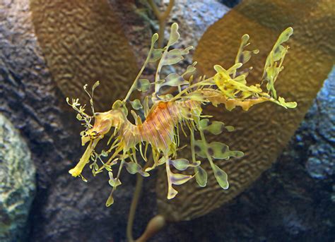 Scientists Decode Genomes of Leafy and Weedy Seadragons | Sci.News