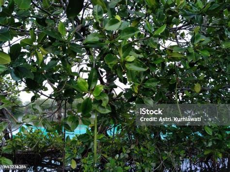 Hutan Mangrove Atau Disebut Juga Hutan Mangrove Adalah Hutan Yang