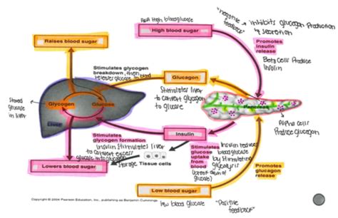 Test Spleen Great Vessels Pancreas Flashcards Quizlet