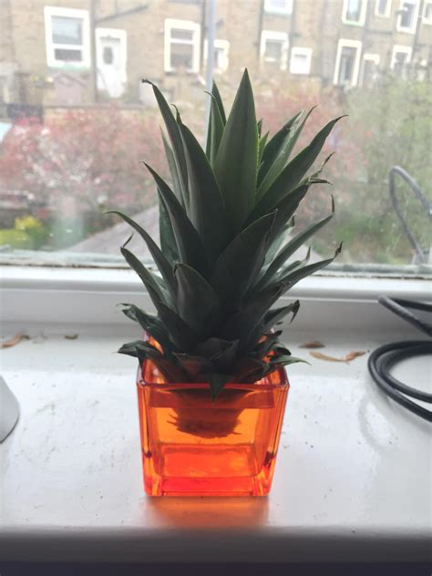 Pineapple Propagation. : r/plants