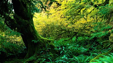 Hoh Rainforest Wallpaper - WallpaperSafari