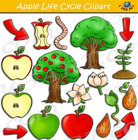 Life Cycle Of Apple