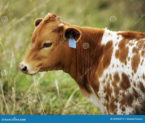 Texas Longhorn Calf Stock Image Image Of Juvenile Mammal 20936913