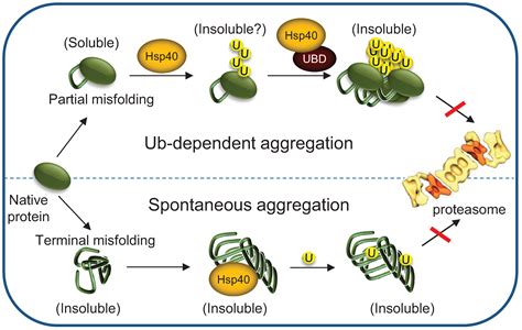 Biomolecules Free Full Text Chaperoning Proteins For Destruction