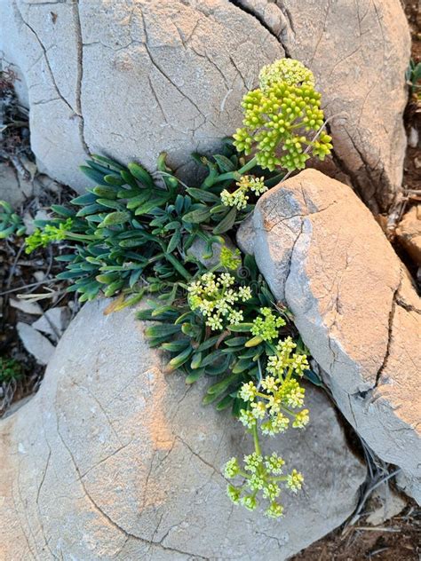 Flor Suculenta Que Crece En Una Pared En Una Luz De Puesta De Sol