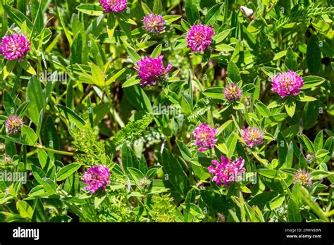 Trifolium Pratense Thickets Of A Blossoming Clover Red Clover Plants