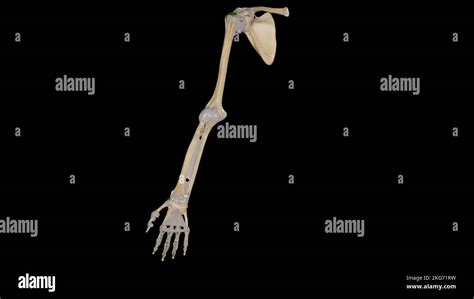 Joints Of Upper Limb Stock Photo Alamy